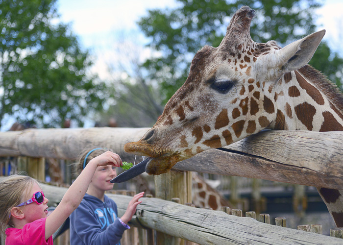 web-giraffe feeding