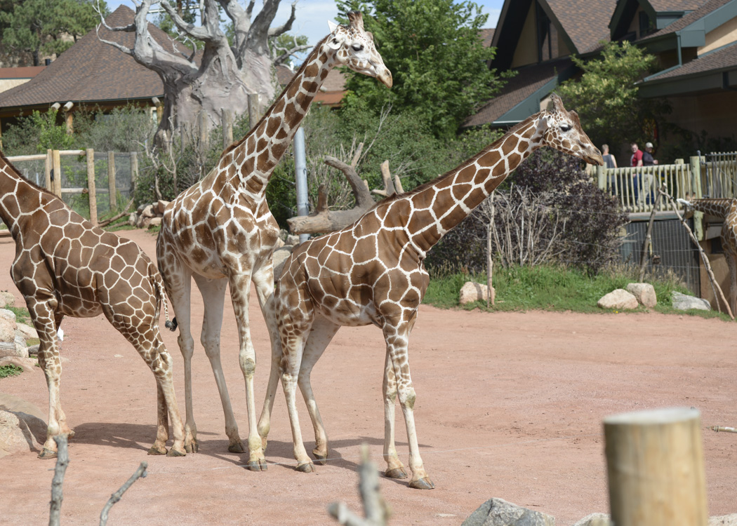 Cheyenne Mountain Zoo giraffe