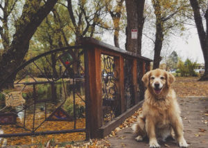 Pet-friendly Things to Do in Manitou Springs, Colorado