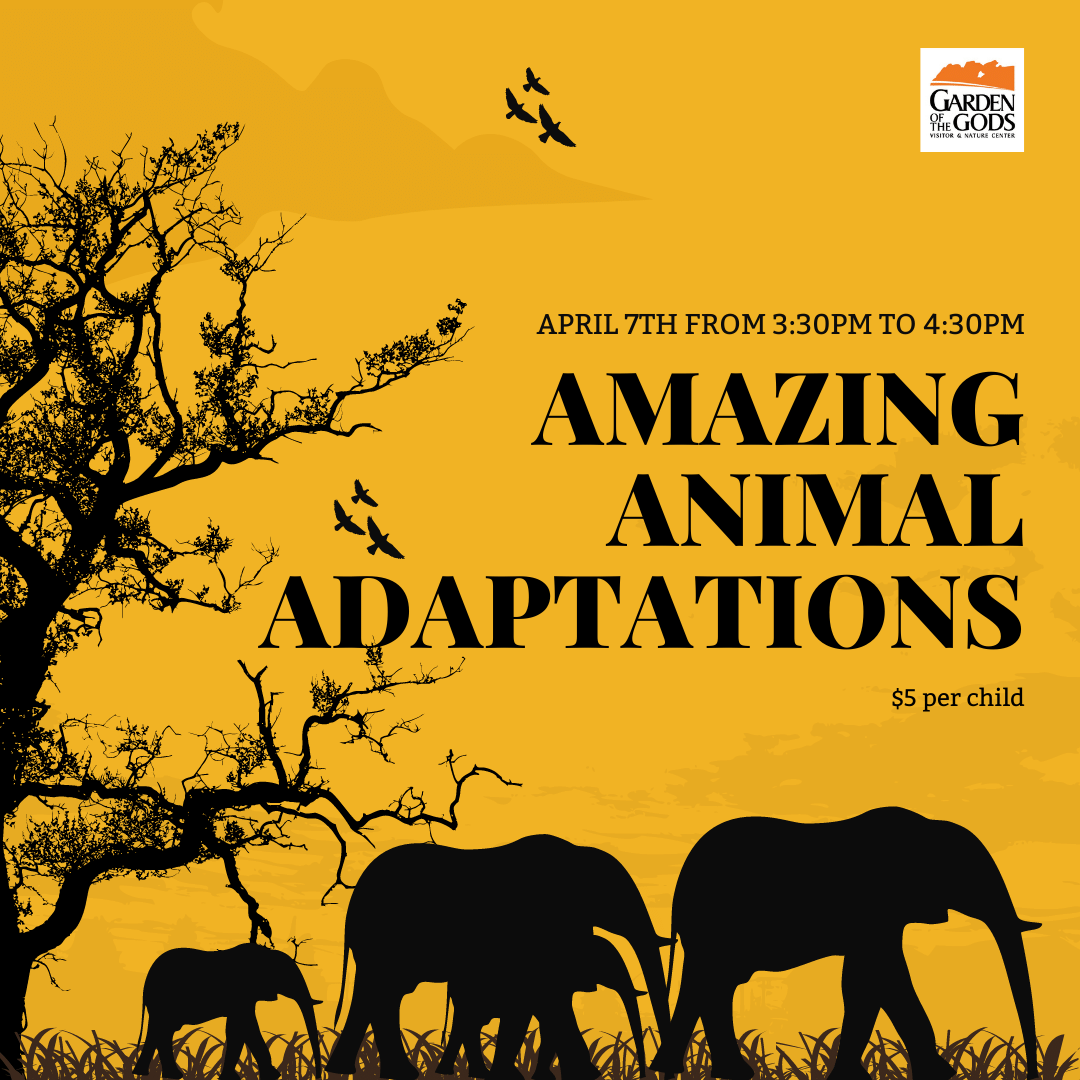 Amazing Animal Adaptations - Manitou Springs